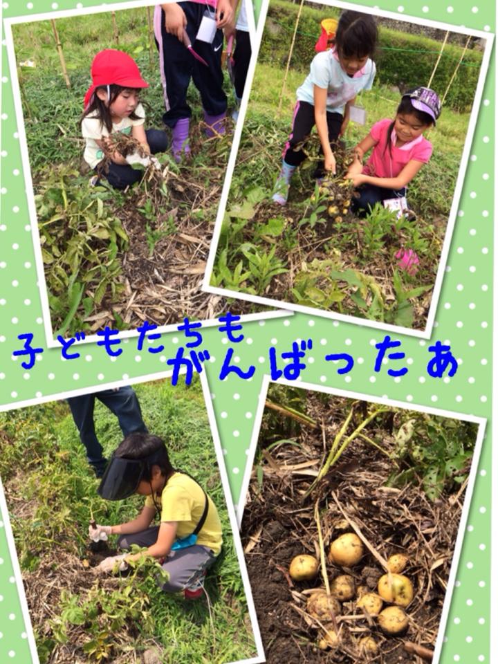 子ども達が自然農の手伝いをがんばる写真